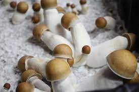 Buy Penis Envy Mushroom online Uk