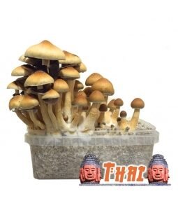 Buy Psilocybe Cubensis Thai UK