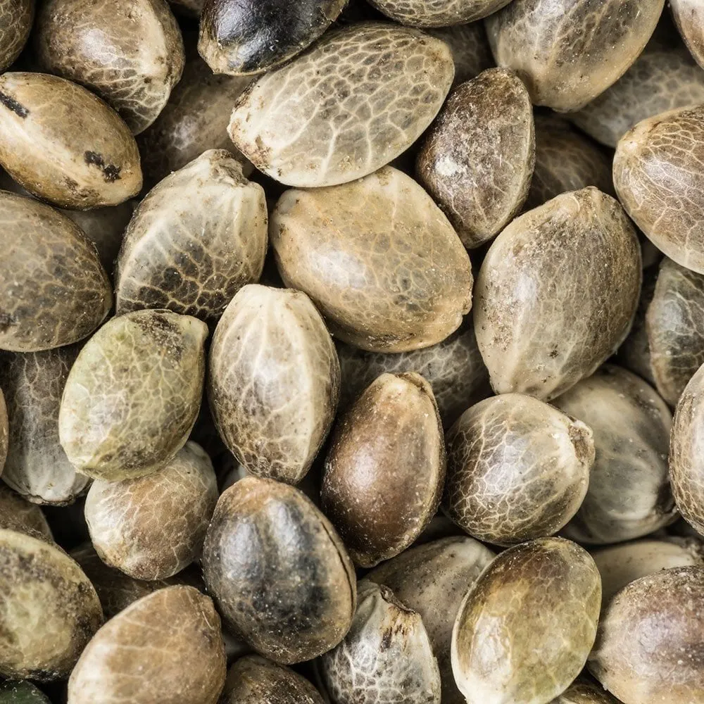 Buy Pure Quality UK Cheese Seeds (5 Seeds) 1 UK Order Pure Quality UK Cheese Seeds