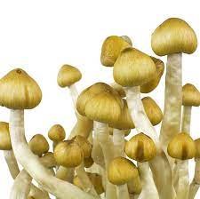 Buy Mazatapec Mushroom Spores UK