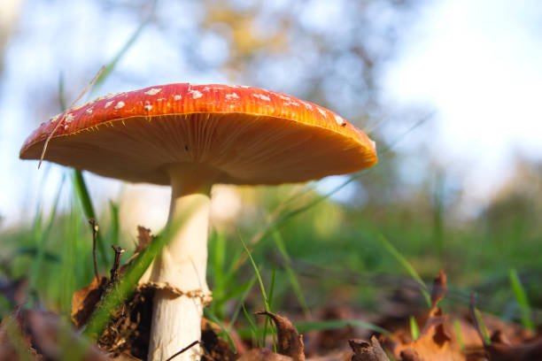 Buy First Time Magic Mushrooms UK Beginner's Trip Guide 9 UK first time magic mushrooms UK