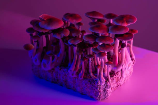 Buy How Psilocybin is Changing Mental Health Treatment in the UK 1 UK Psilocybin is Changing Mental Health Treatment