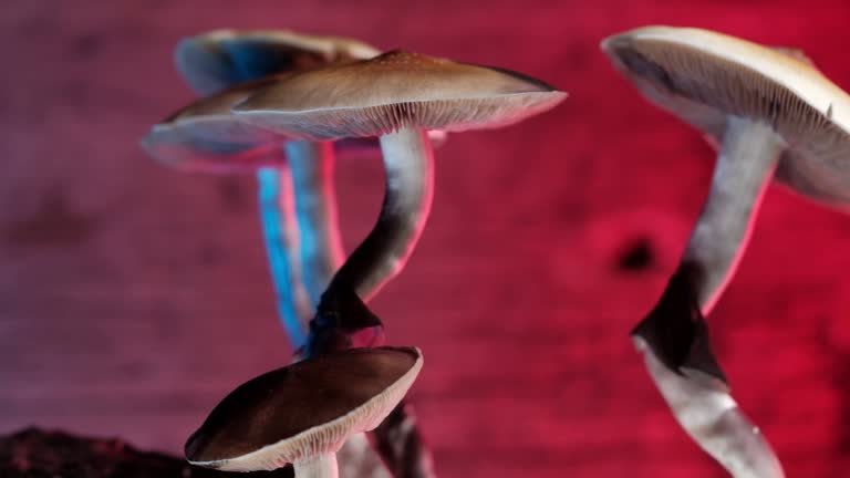 Buy Psychedelics vs Pharmaceuticals:1 Which is the Future of UK Mental Health? 5 UK Psychedelics vs Pharmaceuticals