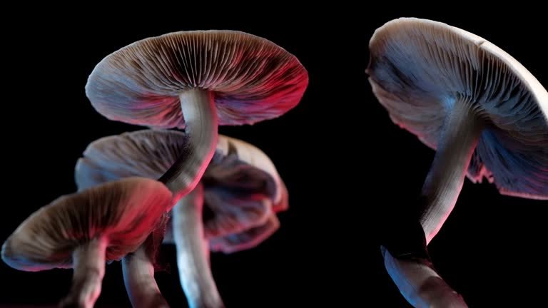 Buy How to Safely and Discreetly Use Psychedelics in the UK 1 8 UK Safely and Discreetly Use Psychedelics