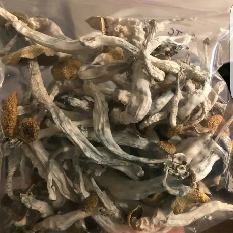 Buy Psilocybe Cubensis 1 UK Buy Psilocybe Cubensis Mushroom UK