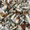 Buy Psilocybe Cyanescens 2 UK Order Psilocybe Cyanescens UK